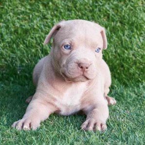 American Bully Kennels: 10 Facts About This Amazing Breed