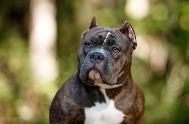 American Bully Breeders Trusted Breeders for Quality and Care