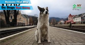 Why Do Dogs Run Away