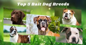 What Are Bait Dogs & Top 5 Breeds